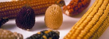 Le maïs cultive sa diversité avec la sélection participative !
