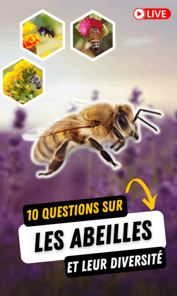 Le live en question : les abeilles et leur diversité