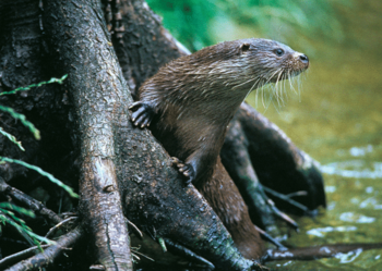 Conférence: La loutre du Lez